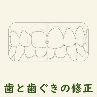 歯と歯ぐきの形